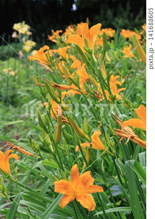 群生して咲いているノカンゾウの花 141688605