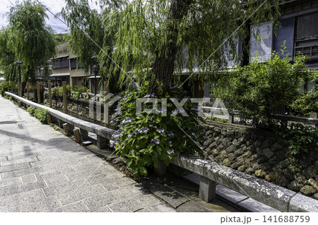 ペリーロードを彩る紫陽花 ペリーロードを彩る紫陽花 141688759