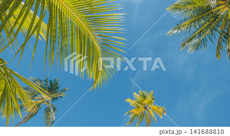 Dreamy upward view of palm fronds against blue sky at golden sunset tropical summer light warm glow. Perfect summer vacation travel nature paradise. Peaceful outdoors wellness vivid scenic Dreamy upward view of palm fronds against blue sky at golden sunset tropical summer light warm glow. Perfect summer vacation travel nature paradise. Peaceful outdoors wellness vivid scenic 141688810