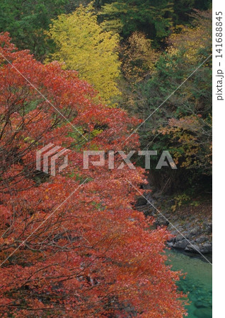 秋の長野県大桑村の阿寺渓谷は川のエメラルドグリーンと紅葉が協調して素晴らしい景色が見られます。 秋の長野県大桑村の阿寺渓谷は川のエメラルドグリーンと紅葉が協調して素晴らしい景色が見られます。 141688845