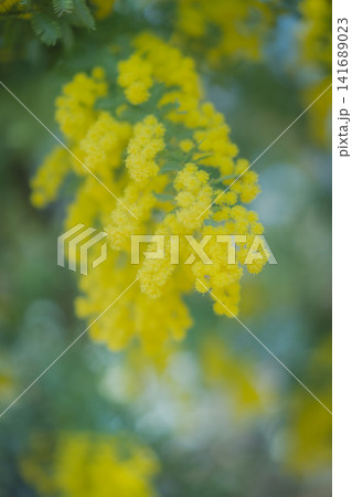 美しいミモザの花 141689023