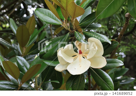 タイサンボクの大きな花 タイサンボクの大きな花 141689052