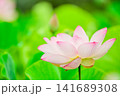 満開のハス 141689308