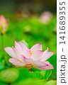 大きく咲いたハスの花 141689355