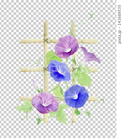 一幅牽牛花的水彩插圖。 141689535