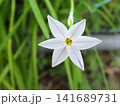 白いハナニラの花 クローズアップ 2023年4月 141689731