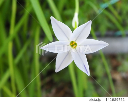 白いハナニラの花 クローズアップ 2023年4月 白いハナニラの花 クローズアップ 2023年4月 141689731