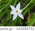白いハナニラの花 クローズアップ 2023年4月 141689732