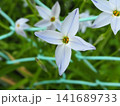白いハナニラの花 クローズアップ 2023年4月 141689733