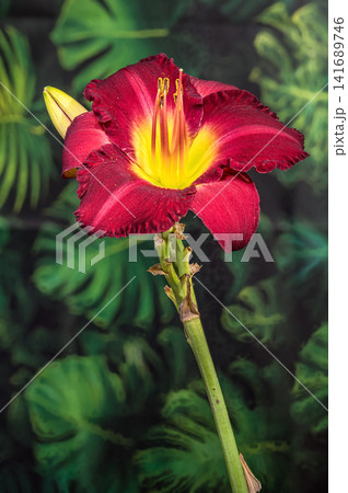Vibrant Burgundy Daylily Flower with Yellow Center and Bud 141689746