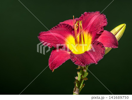 Vibrant Burgundy Daylily Flower on Dark Green Background Vibrant Burgundy Daylily Flower on Dark Green Background 141689750