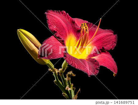 Vibrant Burgundy Daylily Flower on Solid Black Background 141689751