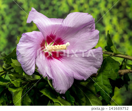 Pink Syrian hibiscus flower on bokeh green foliage background 141689752