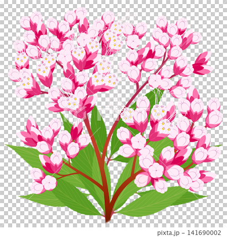 七種秋季花卉插圖 - 澤蘭 七種秋季花卉插圖 - 澤蘭 141690002
