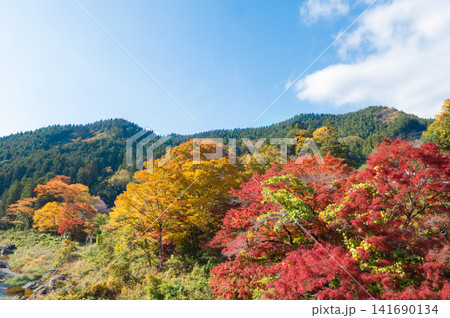 紅葉の奥多摩 紅葉の奥多摩 141690134