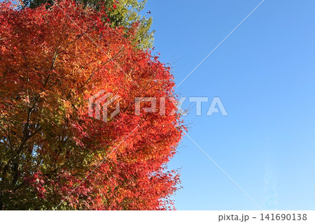 紅葉の奥多摩 紅葉の奥多摩 141690138