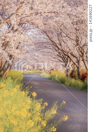 満開の桜並木と菜の花が咲く美しい春の風景 満開の桜並木と菜の花が咲く美しい春の風景 141690227