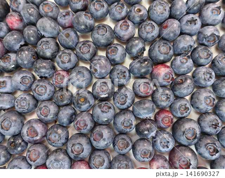 ブルーベリー フルーツ 果実 ブルーベリー フルーツ 果実 141690327