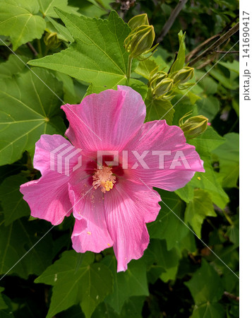 緑の葉と蕾に囲まれて咲くピンクの芙蓉 緑の葉と蕾に囲まれて咲くピンクの芙蓉 141690417