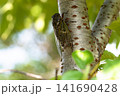 クマゼミ 141690428