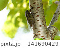 クマゼミ 141690429