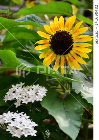 ヒマワリやペンタスの夏の花のある風景 ヒマワリやペンタスの夏の花のある風景 141690482