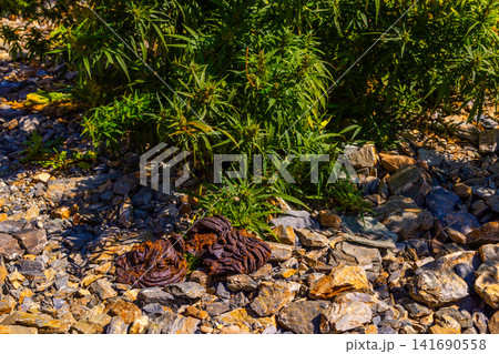 Vibrant Cannabis Plants Growing Amongst Rocks in Kyrgyzstan Vibrant Cannabis Plants Growing Amongst Rocks in Kyrgyzstan 141690558