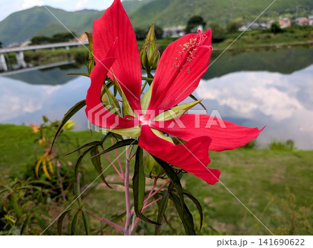 川辺に咲くモミジアオイと水鏡の夏風景 141690622