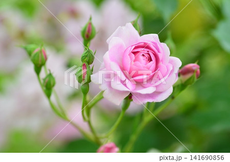 バラ　ミセスウッズ（Mrs. Wood）    Hybrid Perpetual 141690856