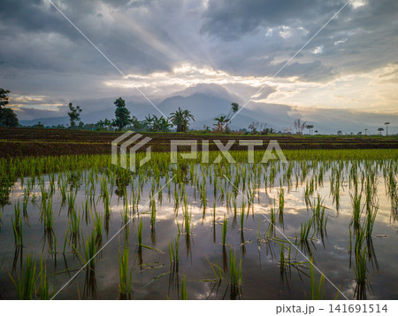 Aerial view of Sapa rice terraces at sunrise with golden light over green fields and misty mountain valleys. Aerial view of Sapa rice terraces at sunrise with golden light over green fields and misty mountain valleys. 141691514