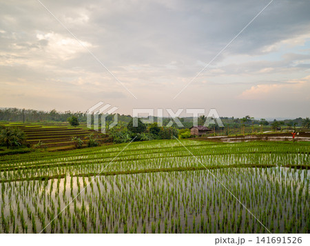 Aerial view of Sapa rice terraces at sunrise with golden light over green fields and misty mountain valleys. 141691526