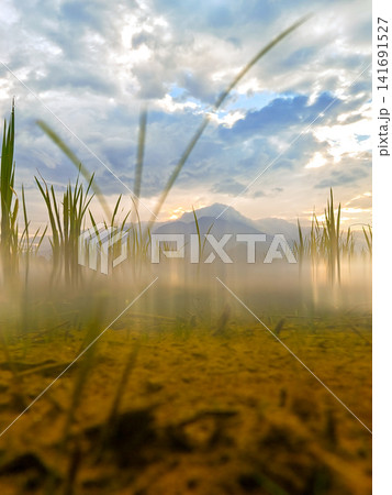 Aerial view of Sapa rice terraces at sunrise with golden light over green fields and misty mountain valleys. 141691527