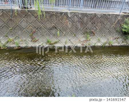 川のある風景 9羽の鴨の親子 川のある風景 9羽の鴨の親子 141691547