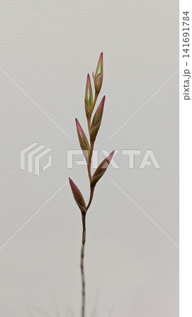 淡いグレー背景に伸びるチランジアの花穂とつぼみ 淡いグレー背景に伸びるチランジアの花穂とつぼみ 141691784