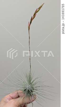 手に持った花芽を伸ばす細葉のチランジア 141691785