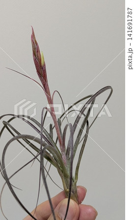 開花直前の花芽をつけたチランジアを持つ手 開花直前の花芽をつけたチランジアを持つ手 141691787