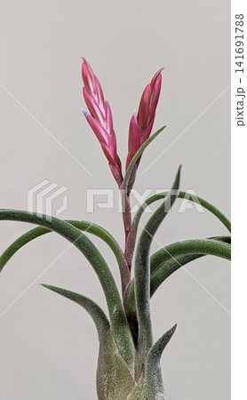 濃いピンクの苞から紫の花を咲かせるチランジア 濃いピンクの苞から紫の花を咲かせるチランジア 141691788