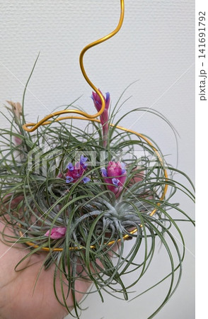 紫の花を咲かせたチランジアの群生とゴールドの吊り具 紫の花を咲かせたチランジアの群生とゴールドの吊り具 141691792