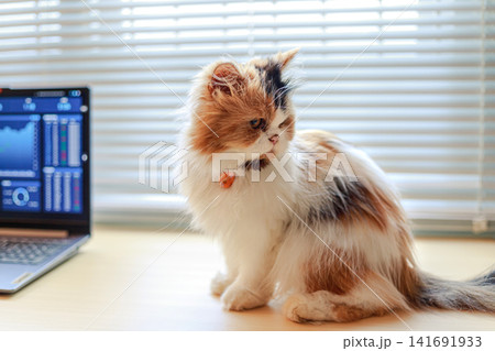 Cute Cat Sitting on Desk Beside Laptop in Home Office 141691933