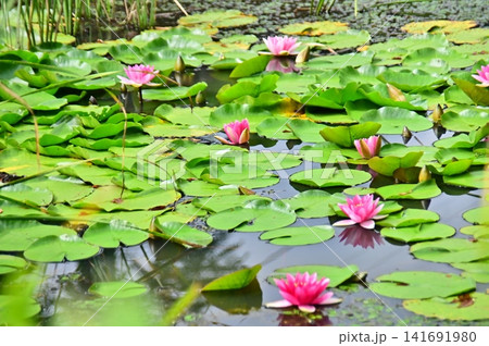 池に咲くピンク色のスイレンの花 池に咲くピンク色のスイレンの花 141691980