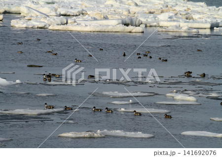 網走公園線沿いから見るオホーツク海の流氷群 網走公園線沿いから見るオホーツク海の流氷群 141692076