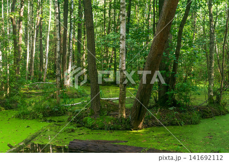 Beautiful summer landscape with swamp in the forest Beautiful summer landscape with swamp in the forest 141692112
