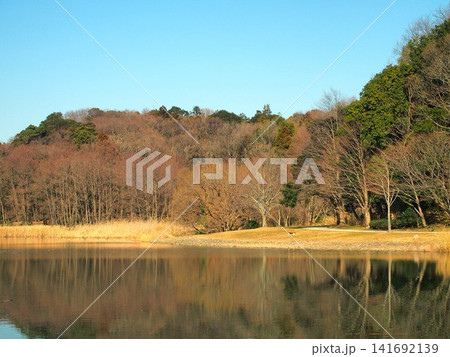 冬の池と森のある「21世紀の森と広場」風景 141692139