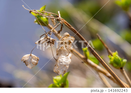 去年の枯れ残った紫陽花の装飾花と今年の色鮮やかな新芽 141692243