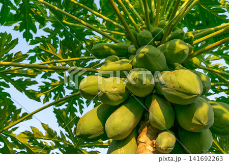 Fresh green papaya fruits growing clusters healthy tree under warm sunlight lush leaves highlighting tropical farming organic harvest natural agriculture Fresh green papaya fruits growing clusters healthy tree under warm sunlight lush leaves highlighting tropical farming organic harvest natural agriculture 141692263