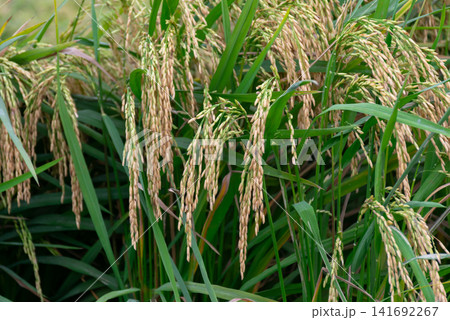 Golden rice ears bending lush paddy field ready for harvest showcasing healthy crops sustainable farming abundant agricultural production natural daylight Golden rice ears bending lush paddy field ready for harvest showcasing healthy crops sustainable farming abundant agricultural production natural daylight 141692267