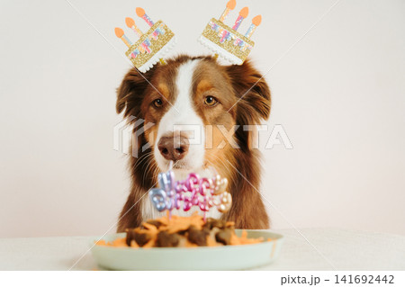 Red tricolor Australian shepherd dog wearing birthday decorations looking at festive pet cake. Colorful celebration scene with playful mood 141692442