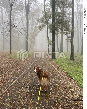 An Australian Shepherd on a leash walks through a dense forest fog, creating a mysterious and atmospheric scene of solitude and calm 141692468