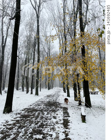 Australian Shepherd walks along a snowy forest path under yellow leaves, expressing calm seasonal change and peaceful winter nature 141692485