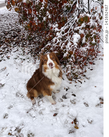 Australian Shepherd sits beside snowy bushes with autumn leaves beneath fresh snowfall. Scene mixes seasons and reflects winter nature concept Australian Shepherd sits beside snowy bushes with autumn leaves beneath fresh snowfall. Scene mixes seasons and reflects winter nature concept 141692487